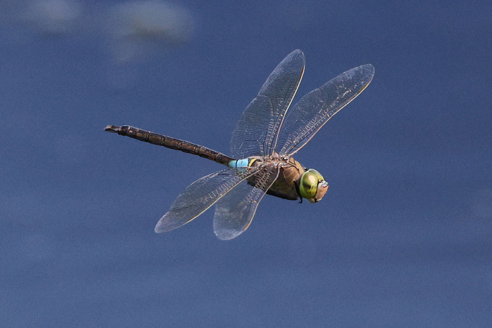 Anax_parthenope